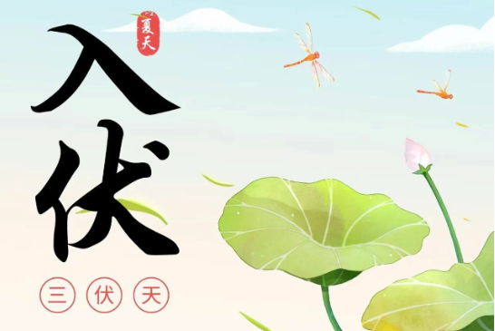 【入伏茶·時令清供】