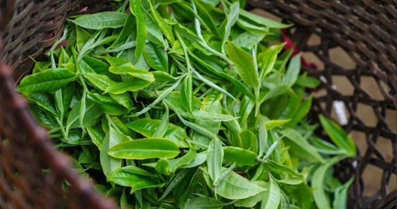 簡小葉食譜｜以茶入膳：取茶葉的清香，使茶與食物相結(jié)合