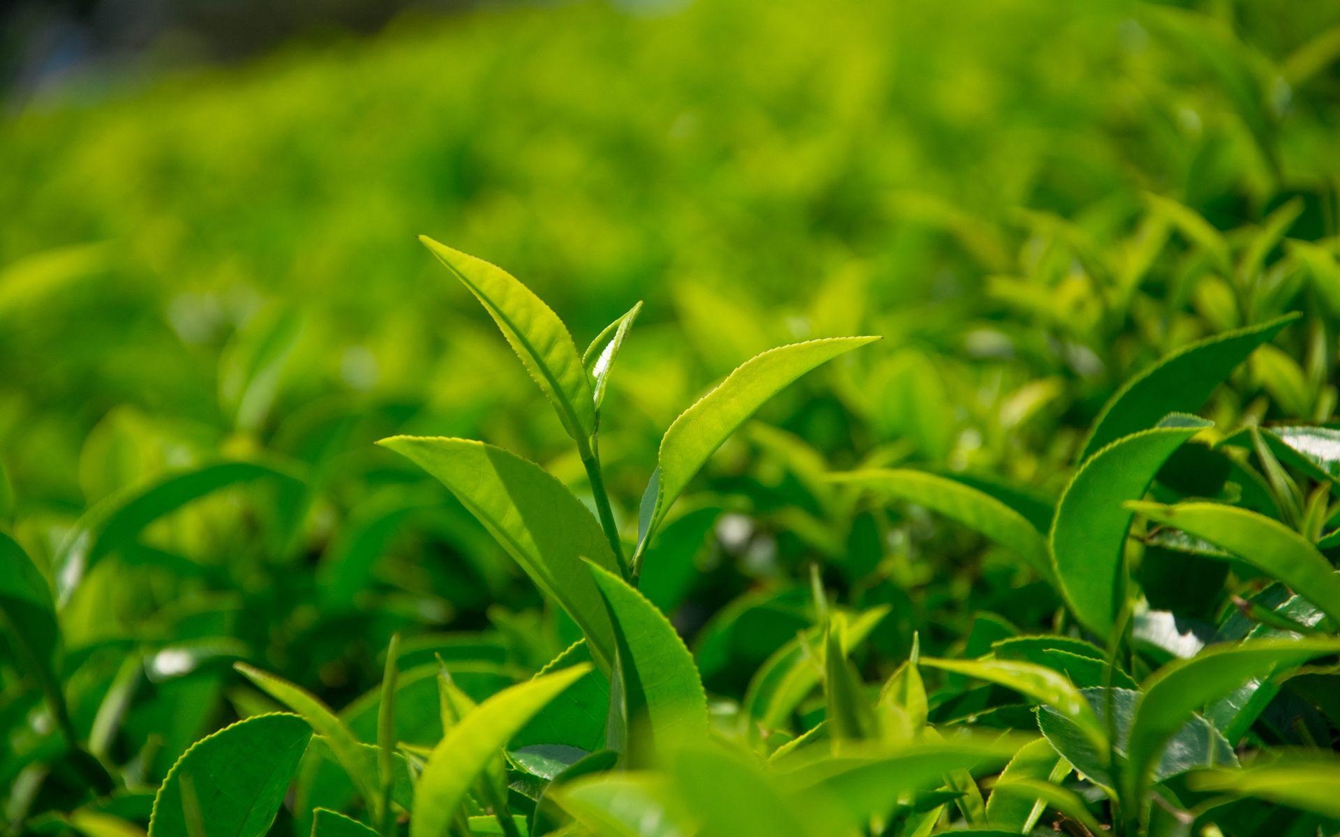 簡(jiǎn)小葉說(shuō)茶|綠茶真的會(huì)傷胃嗎？