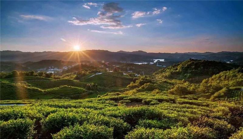 愛生活 愛簡小葉｜全世界愛茶人的盛事，首個“國際茶日”。