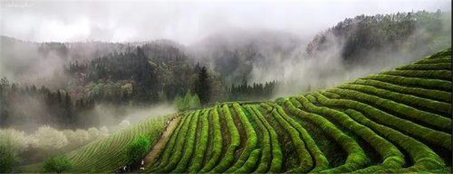 開卷有益|高山茶，有哪些優(yōu)點？